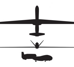 Hawk in the sky